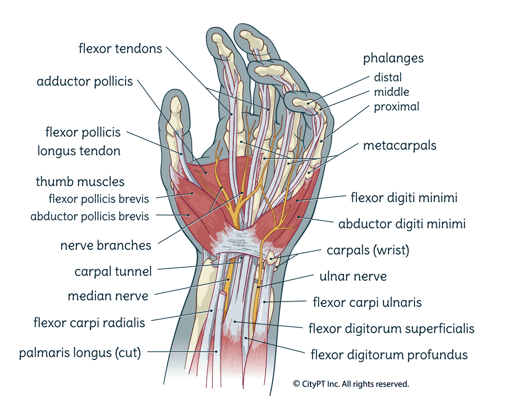 What are the hand and wrist? - weclick4aya